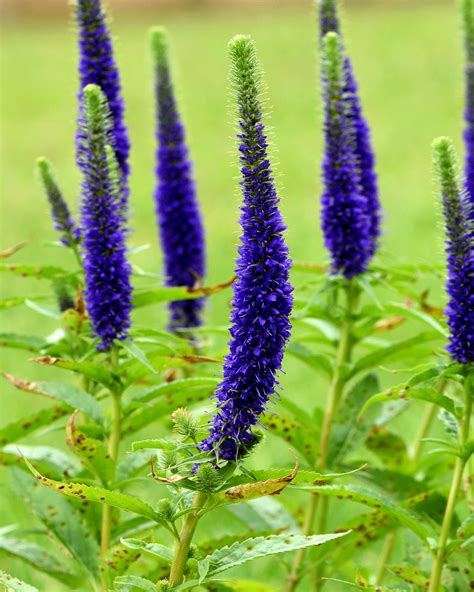 Speedwell Online .